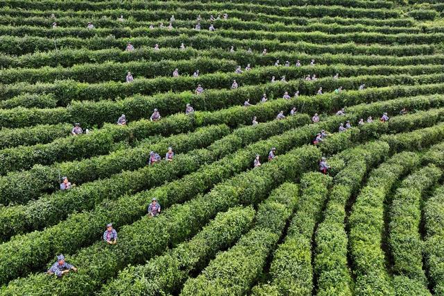 采茶 茶园 技能比武  茶农 农业 采茶能手 选手 农村