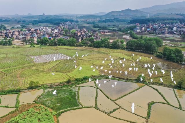 白鹭 候鸟 田园 生态 鸟类 迁徙