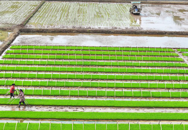 早稻 插秧 春耕 生产