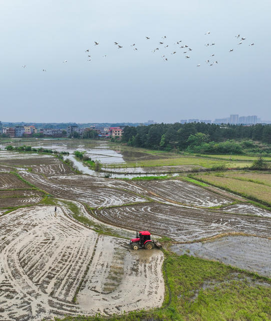 春耕
早稻
道县