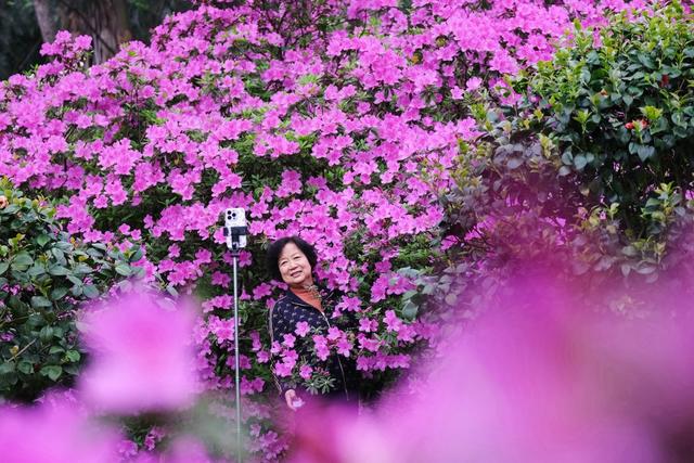 杜鹃花开，引客来，湖南烈士公园