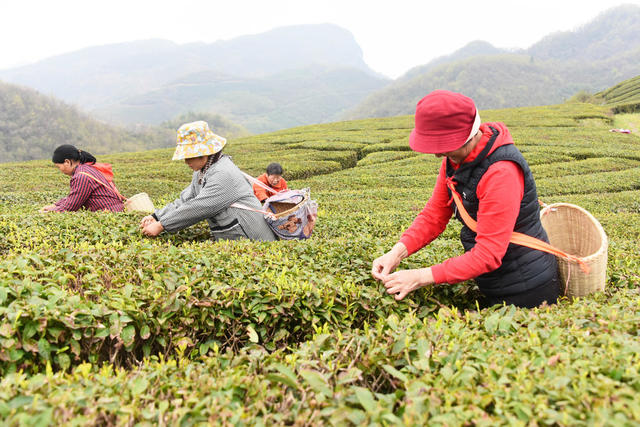 山区  农业产业  茶叶  春茶  企业 
 合作社  茶农