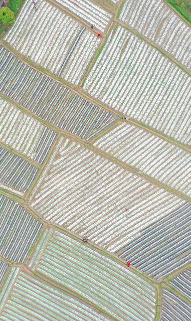 湖南蓝山：如诗如画田园曲