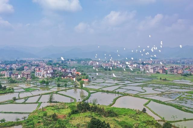 白鹭 候鸟 田园 生态 鸟类 迁徙