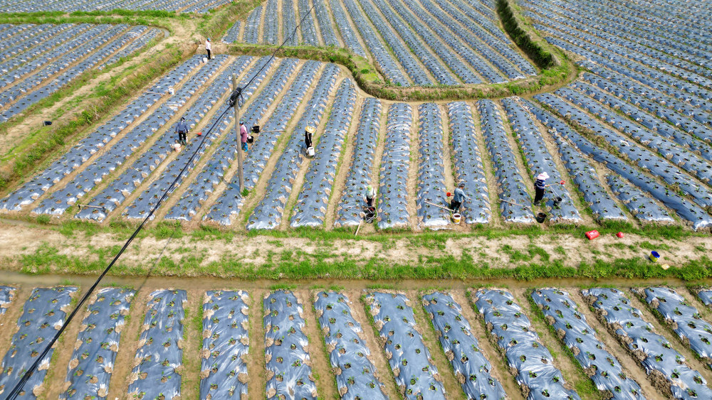 通道 发展 蔬菜 种植 村民 田园 施肥 管护 劳作