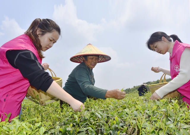 嘉禾：巾帼服务队  助农采茶忙