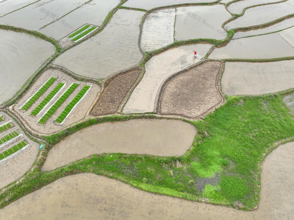 春耕
早稻
道县