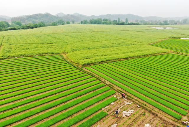 早稻插秧  不负春光 春耕备耕 农事忙 农业产业 粮食生产