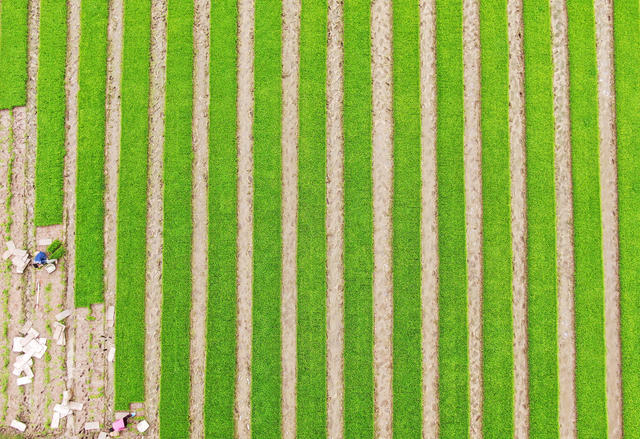 早稻插秧  不负春光 春耕备耕 农事忙 农业产业 粮食生产