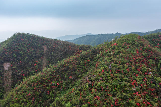 野生杜鹃花  
