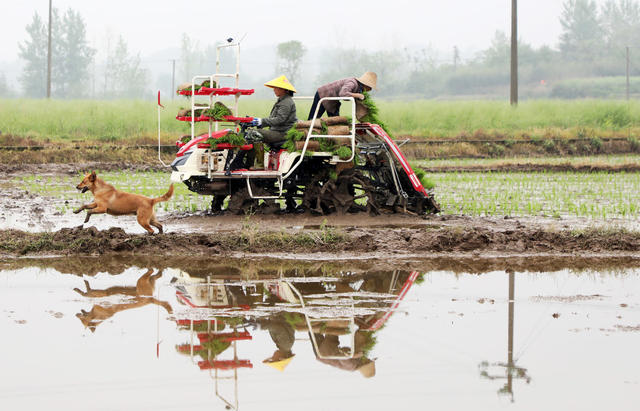 早稻插秧  不负春光 春耕备耕 农事忙 农业产业 粮食生产
