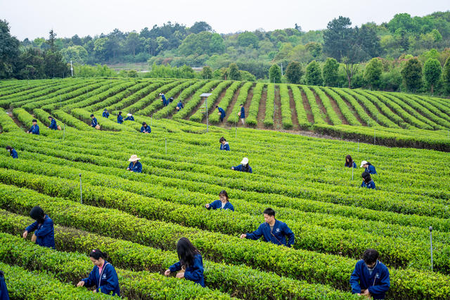 采春茶 实践 生产