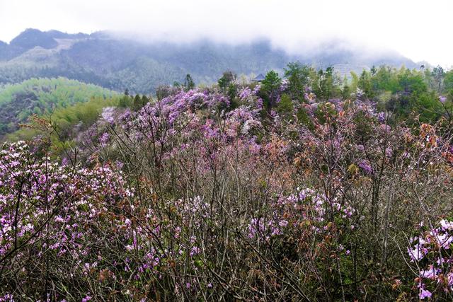 杜鹃花  游客