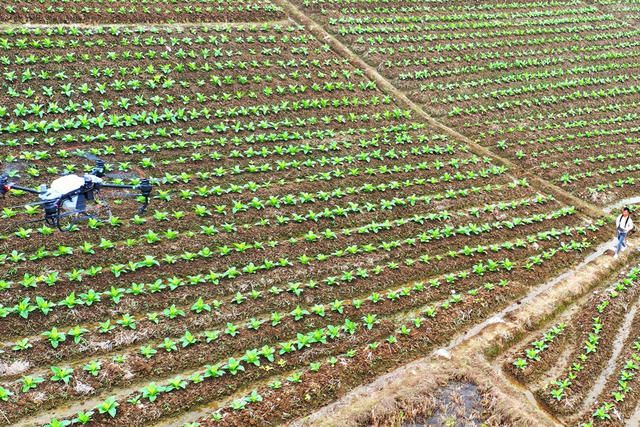 嘉禾：飞防作业助生产