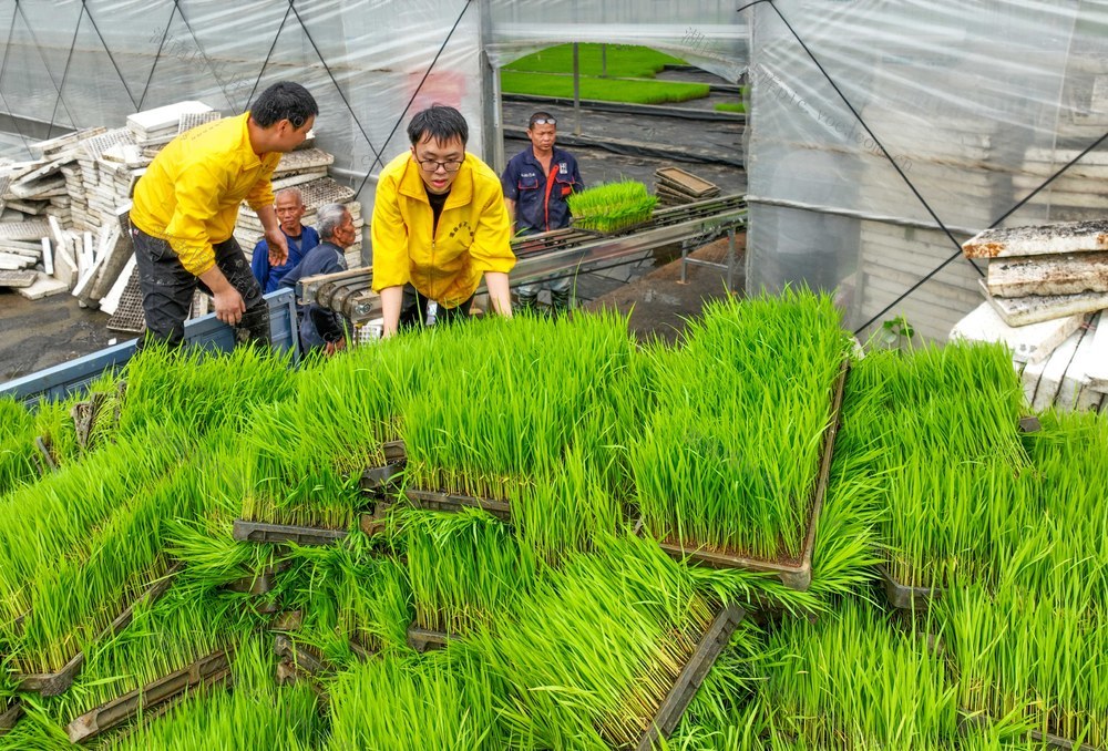 春耕
机械化
早稻
道县