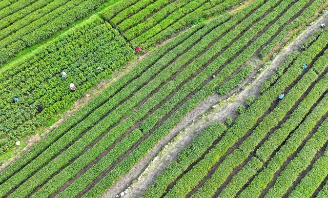 湖南  常宁  塔山  采摘新茶