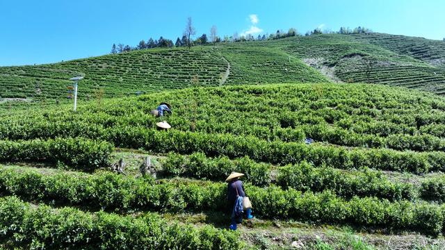 春茶 采茶 高山茶园 渠江源