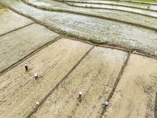 早稻
粮食
耕作
春耕
暮春