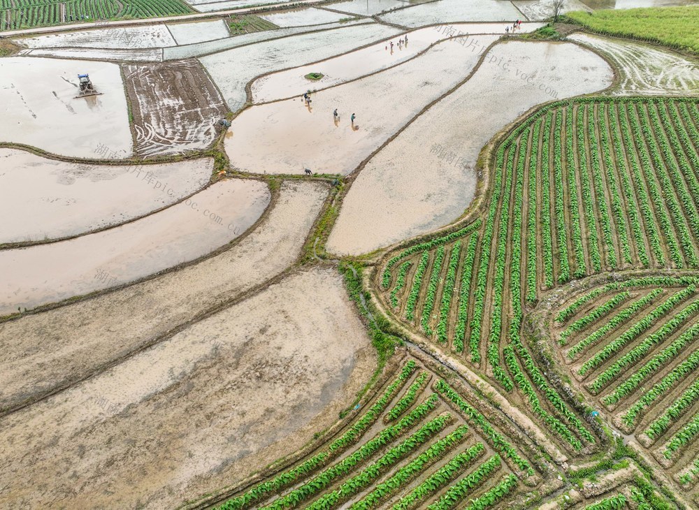 早稻
粮食
耕作
春耕
暮春