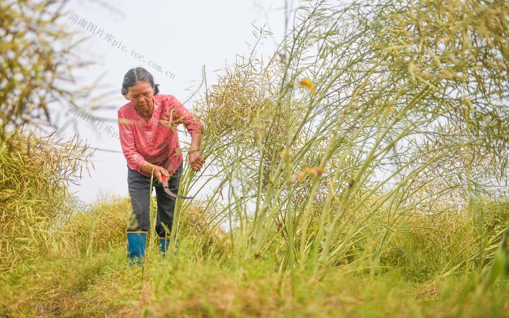 油菜
春耕
春收
道县
