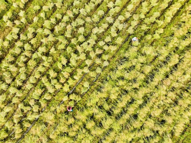 油菜
春耕
春收
道县