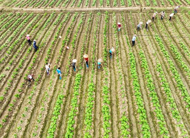 春耕
春管
春种
道县