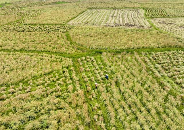 油菜
春耕
春收
道县