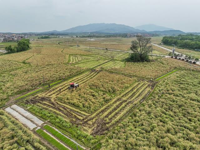 油菜
春耕
春收
道县