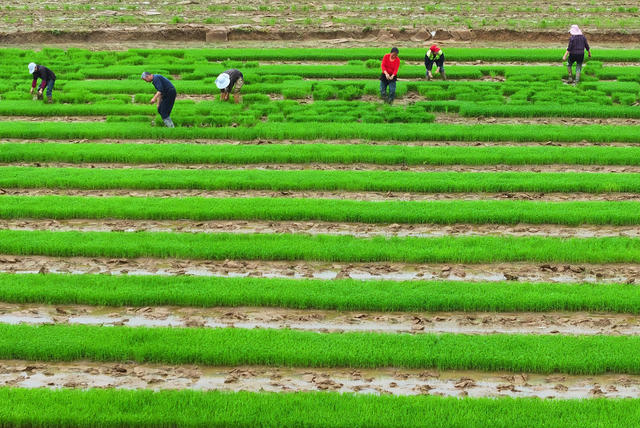 谷雨 早稻 插秧 