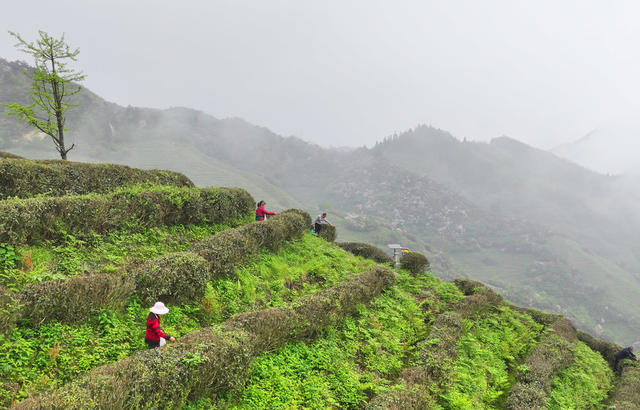 南岳 高山 云雾 春茶 采摘