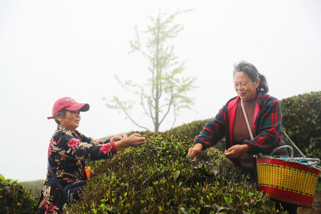 南岳 高山 云雾 春茶 采摘