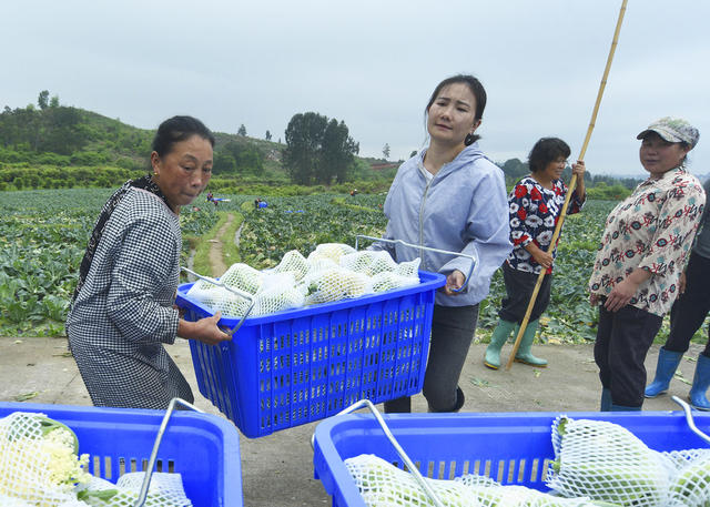 嘉禾：蔬菜采收外销忙