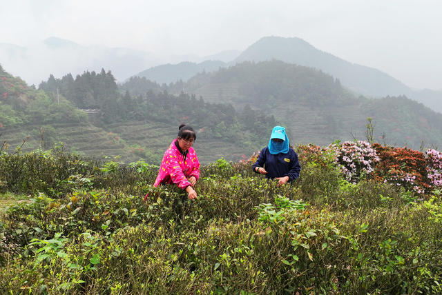 南岳 高山 云雾 春茶 采摘