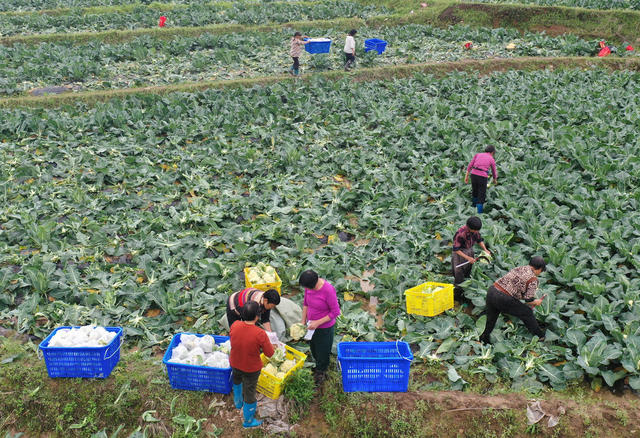 嘉禾：蔬菜采收外销忙