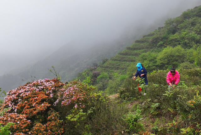 南岳 高山 云雾 春茶 采摘