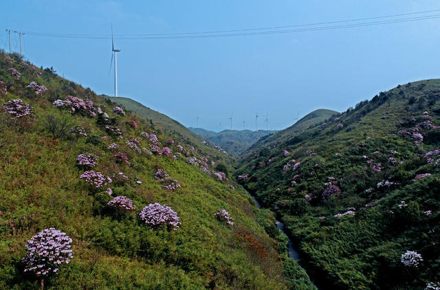 湖南桂东 万洋山 美  画 云锦杜鹃 风机