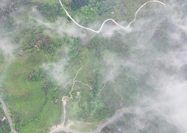 南岳 高山 云雾 春茶 采摘