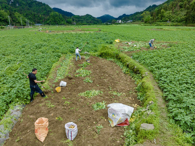 吉首 马铃薯 丰收 生姜 白云贡米