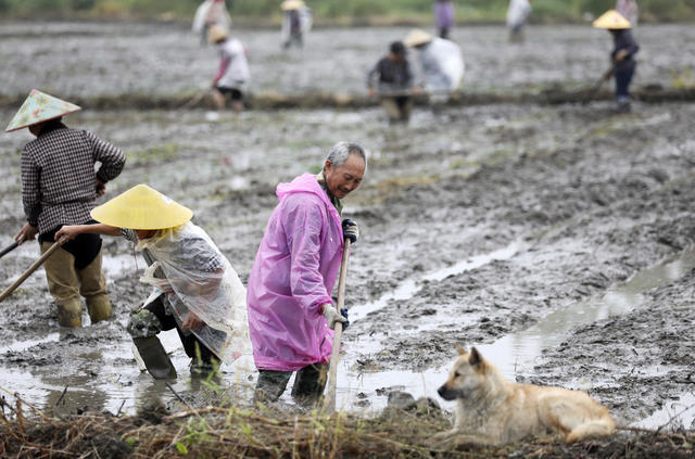 谷雨时节 春耕生产 农事忙 早稻插秧 农业产业 乡村振兴