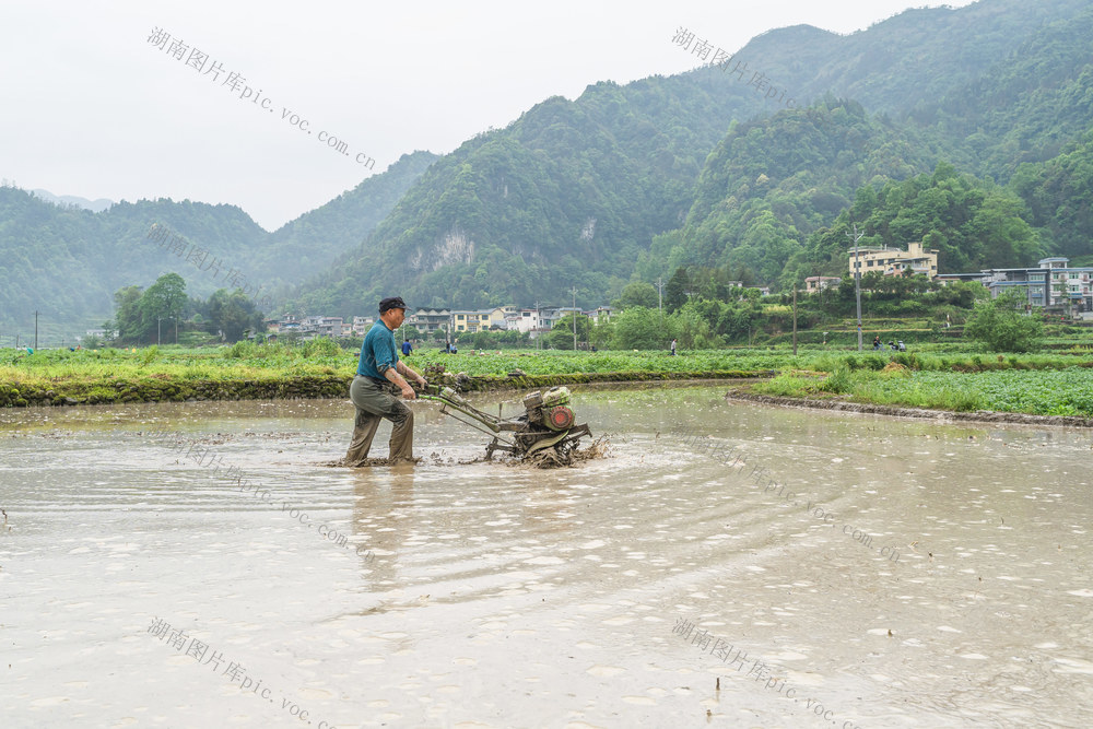 “冬马铃薯+杂交水稻”轮作示范  为农民提供种子、肥料、技术等支撑  提质提速农业生产  助农增收得实惠