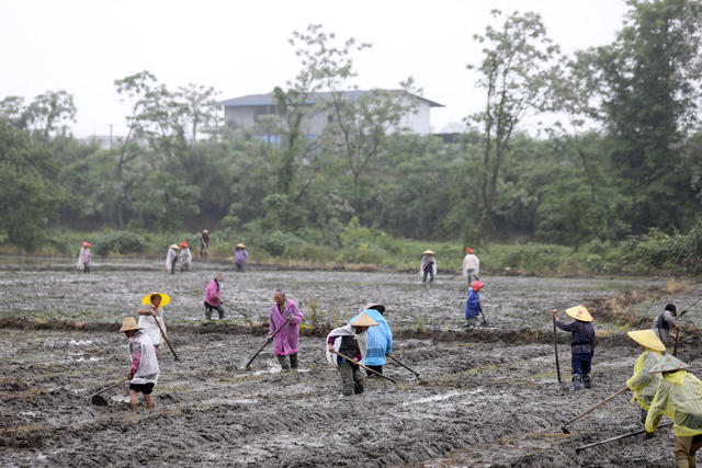 谷雨时节 春耕生产 农事忙 早稻插秧 农业产业 乡村振兴
