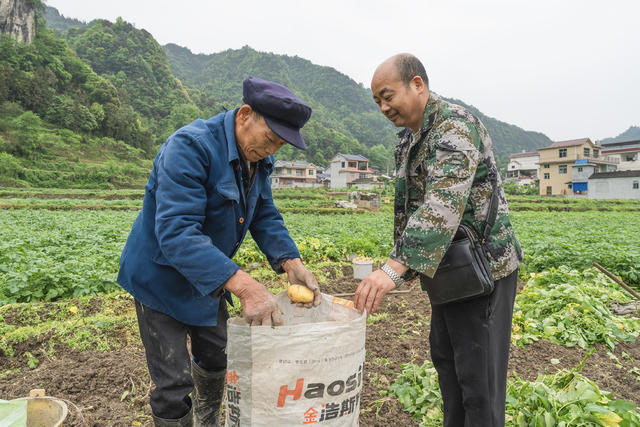 “冬马铃薯+杂交水稻”轮作示范  为农民提供种子、肥料、技术等支撑  提质提速农业生产  助农增收得实惠