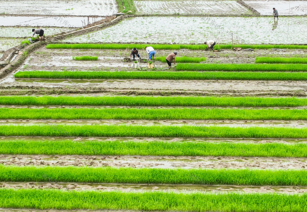 春耕
谷雨
农事
早稻
道县