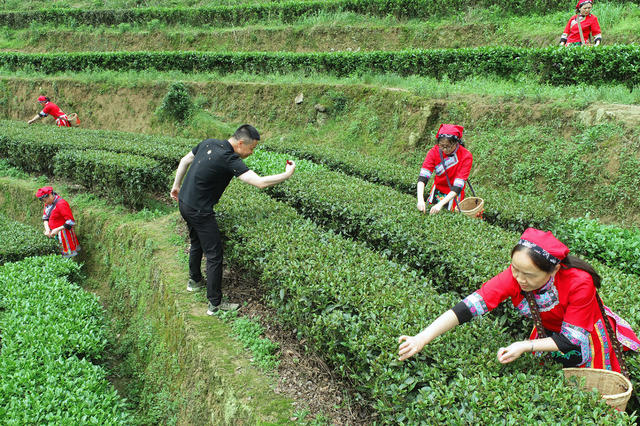 湖南桂东 “畲家茶” 乡村振兴  “蓝老爹”
