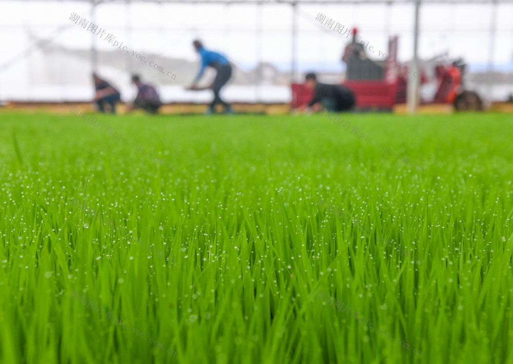早稻
粮食
道县
集中育秧