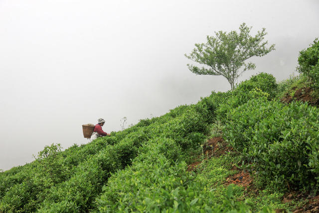 湖南，湘西，节气，谷雨，采茶，农事