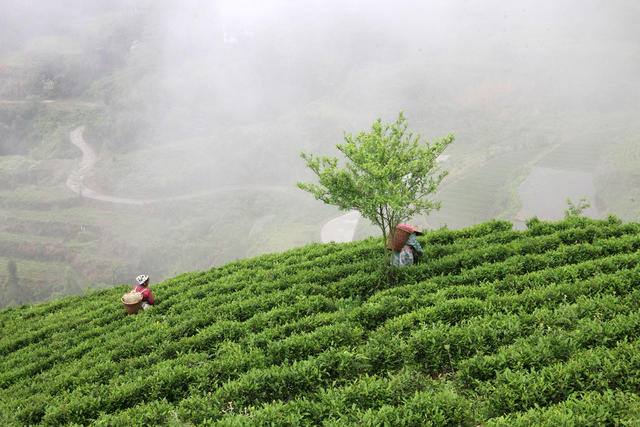 湖南，湘西，节气，谷雨，采茶，农事