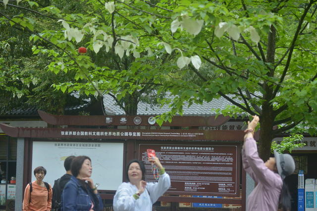 张家界 鸽子花 醉游人