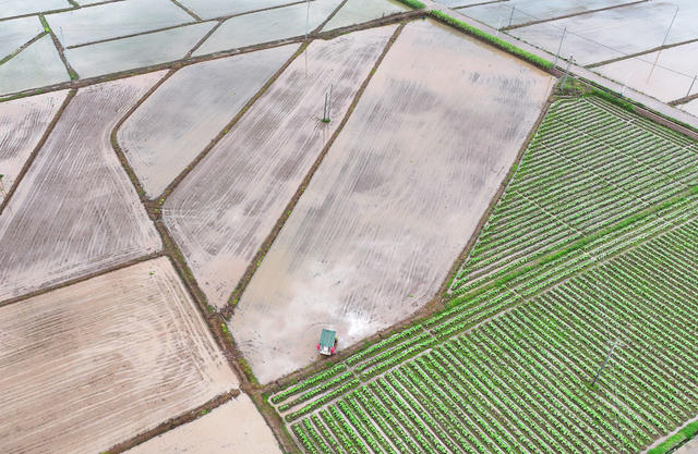 谷雨 农事 早稻 插秧