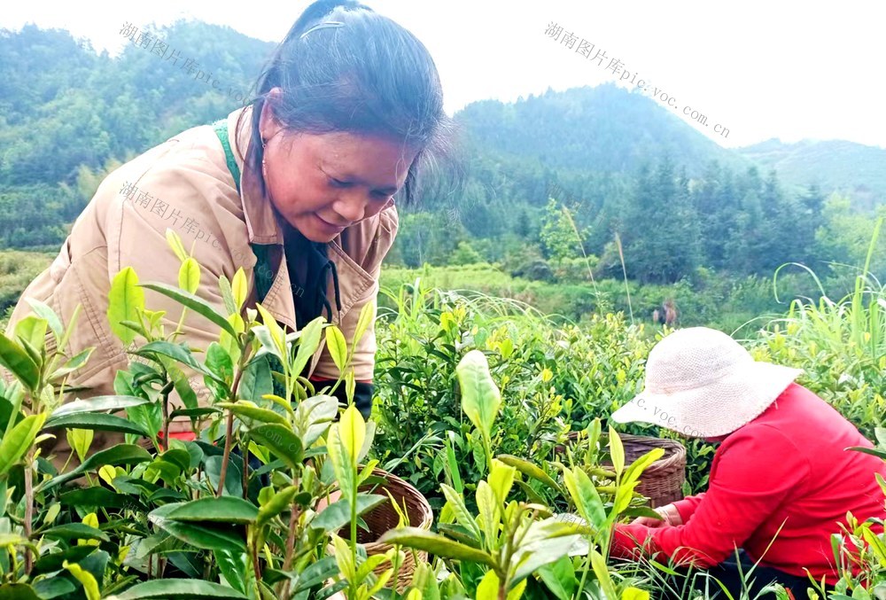 谷雨茶  采摘 茶农  创收